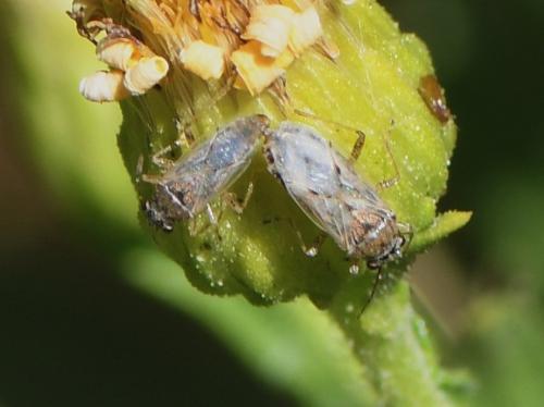 Réf. 239 825 : Nysius sp.